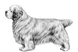 Image result for clumber španěl lov