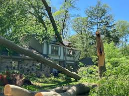 Dozens of trees topple in Holland area neighborhood, many ...