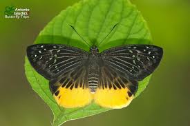 Image result for Trichoneura