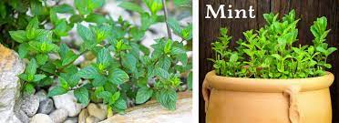 What is the best soil for mint? This Herb Your Garden Are Mint To Be Az Summerwinds
