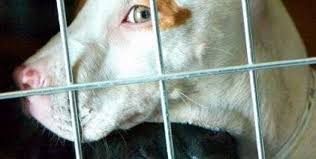 Gli agenti si sono insospettiti quando hanno notato le operazioni di carico e scarico di enormi. Ok Mugello Il Canile I Randagi E Quelle Adozioni Difficili Parliamone Di Domenica