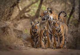 Eye On The Tiger The World S Largest Ever Exhibition Of Tiger Photography In Pictures Tiger Photography Save The Tiger Tiger
