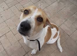 Raggles are produced by breeding a purebred beagle with a purebred american rat terrier. Jack A Bee Complete Guide Info Pictures Care More Pet Keen
