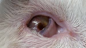 Your eye may look red and bruised at first and feel a bit itchy and gritty, but this should disappear after a couple of days. Corneal Ulcer Treatment Dog Eye Ulcer Treatment Seah