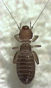 Kleine fliegen in der wohnung ansicht kleine fliegen minifliegen loswerden. Bucherlause Wikipedia