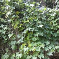 Image result for Lagenaria sphaerica