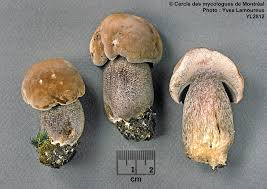 Image result for Sutorius eximius