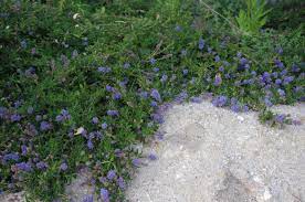 Blooming is inflorescent in nature, with tall spikes of small white or purple blossoms appearing from may through july. California Native Plant Ground Cover Plants