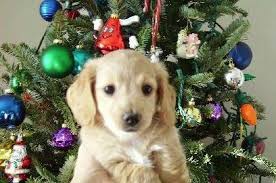 Apr 12, 2021 · puppyfinder.com is your source for finding an ideal labrador retriever puppy for sale near wilmington, north carolina, usa area. Kennel Free Dachshunds Puppies From Wilmington Nc Dachshund Cream Dachshund Dachshund Love