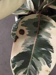 Good afternoon, i'm fairly new to house plant keeping and need some help. Black Spots On Rubber Tree Gardening Landscaping Stack Exchange