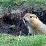 After being unable to catch any groundhogs in a live trap, i turned to smoke bombs to solve my rodent problem. Garden Pests Groundhogs Farmers Almanac