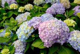 Can be changed to pink by adjusting the ph of the soil. Caring For Hydrangeas Rogers Spring Hill Garden Center