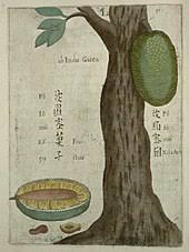 Jackfruit is a large, sweet fruit that is native to southeast asia, india, southeast asia, and south america. Jackfruit Wikipedia