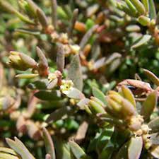 Image result for Suaeda plumosa