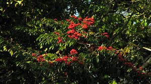 Image result for Symphonia globulifera