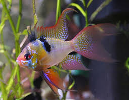 Blue Ram Cichlid Peaceful And Should Be Kept With Other Small Slow Moving Fish Akvaryumlar Balik Tropikal