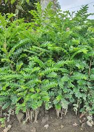 Image result for Phyllanthus beillei