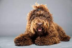 Find puppies for sale, started dogs for sale and finished dogs from all sorts of different pointing breeds, retrieving breeds and flushing breeds. Barbet Dog Breed Info Pictures Care Guide Traits More Pet Keen