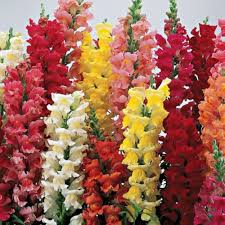 Image result for Antirrhinum