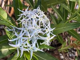 Pastels were rare during this period. Amsonia Tabernaemontana Var Salicifolia Blue Star Willow Leaf Bluestar North Carolina Extension Gardener Plant Toolbox