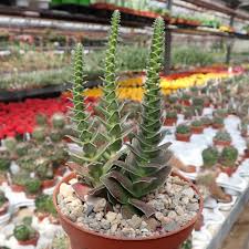 Image result for Crassula capitella