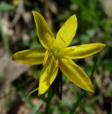 Image result for Hypoxis angustifolia
