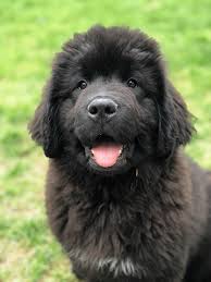 Bred by lou ann lenner. Berry Hill Newfoundlands Home Facebook