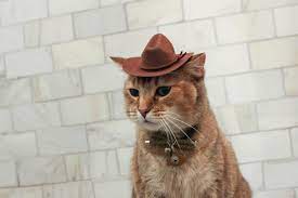 Brown Cowboy Cat Hat Free Shipping In 2021 Cat Hat Cat Accessories Cat Aesthetic