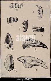 Image result for Gyrodoma