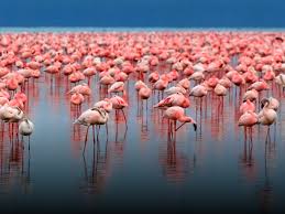 It is especially difficult to photograph birds in. The Real Reason Flamingos Stand On One Leg Nature And Wildlife Discovery