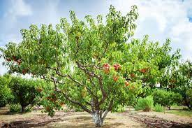 Maybe you would like to learn more about one of these? Prunus Persica Peach