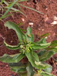 Image result for Raphionacme madiensis