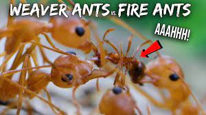 Determine actions needed to control and prevent infestiations of plant and animal pests. Ant War Weaver Ants Vs Fire Ants Youtube