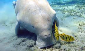 Even dogs and cats, the country's most popular and commonly kept pets, can have more complicated care than most people consider. 10 Unique Animals In Myanmar S Mergui Archipelago