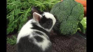 Conejos Que Verduras Pueden Tomar Los Conejos Youtube Evita darle heno de alfalfa a un conejo adulto, puesto que este tiene un contenido bastante elevado de proteínas, calcio y azúcar.12 x fuente de investigación. conejos que verduras pueden tomar los conejos