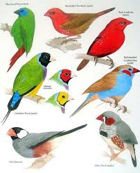 Grey Bird With Red Cheeks Blue Faced Parrot Finch Red Billed Fire Finch Red Avadavet Red Cheeked Cordon Bleu Zebra Finch Java Sparrow Bird Prints Animal Illustration Vintage Birds