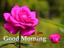 Download new and awesome good morning images with flowers hd pictures photos wallpapers of good morning flowers images with messages. Good Morning Flowers Hd Archives Good Morning Flower Images And Quotes Free Download Hd