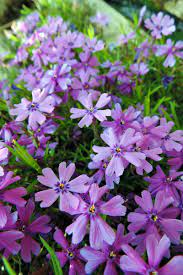 Pin On Gardening