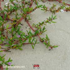 Image result for Sesuvium portulacastrum
