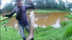 Mancing Ikan Lele Monster Youtube