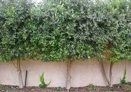 The pineapple guava makes an interesting edible hedge plant for north and central florida. Edible Hedges Palmers Garden Centre