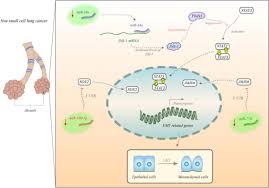 1024 x 760 png 902 кб. Frontiers The Impact Of Non Coding Rnas In The Epithelial To Mesenchymal Transition Molecular Biosciences