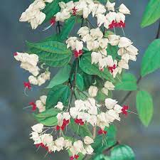 Clerodendrum Bleeding Heart 9326974039299p Flower Power