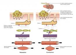 10 3 Muscle Fiber Excitation Contraction And Relaxation