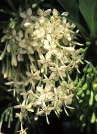 Image result for Pavetta uniflora