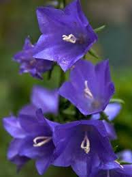 Bellflower Plants How To Grow Campanula Bellflowers Bellflower Plant Campanula Flowers Flowers Perennials
