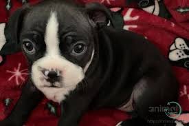 Puppyfinder.com is your source for finding an ideal puppy for sale near denver, colorado, usa area. Pin On Animal Direct