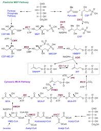 Maybe you would like to learn more about one of these? Mechanistic Aspects Of Carotenoid Biosynthesis Abstract Europe Pmc