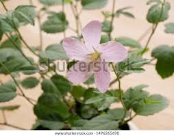 Image result for Hibiscus lobatus
