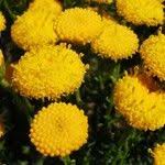 Image result for Pentzia incana